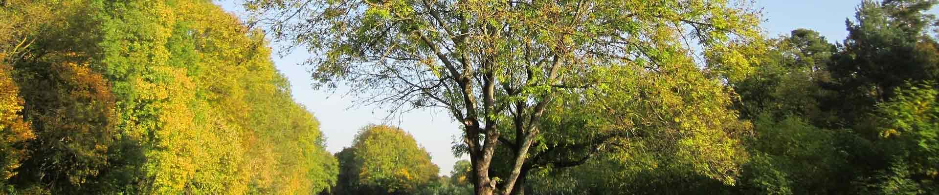 groupe de spécialistes Gámiz en bois de frêne