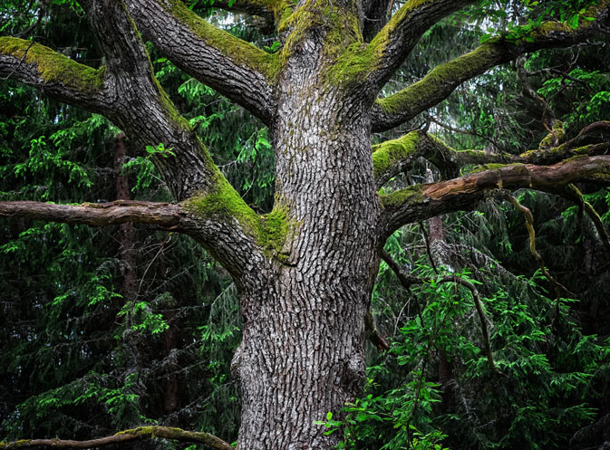 Bosque Suecia