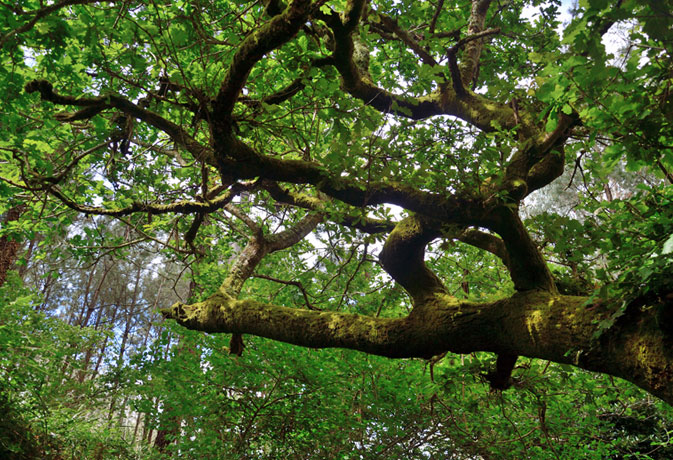 Bosque de robles